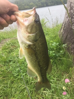 ラージマウスバスの釣果