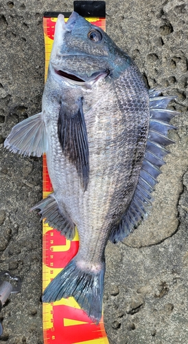 クロダイの釣果