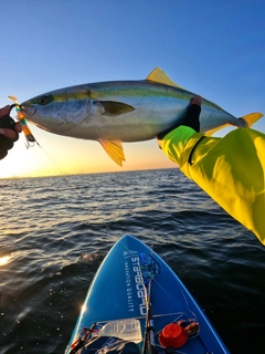 イナダの釣果