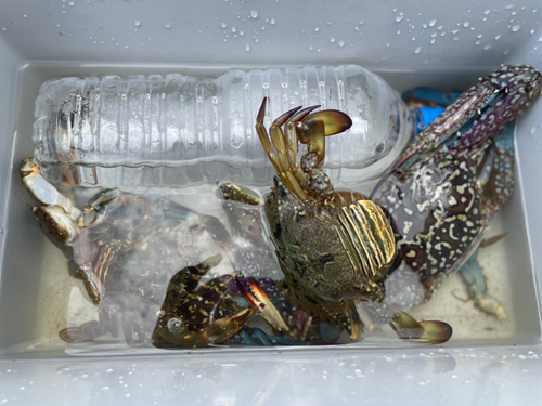 タイワンガザミの釣果