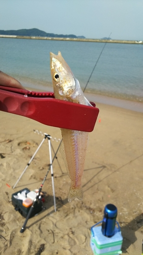 キスの釣果