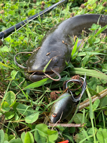 ナマズの釣果