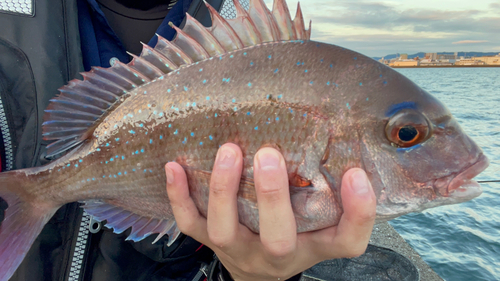 マダイの釣果