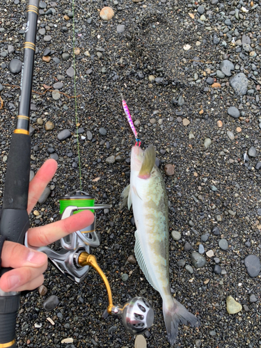 ホッケの釣果