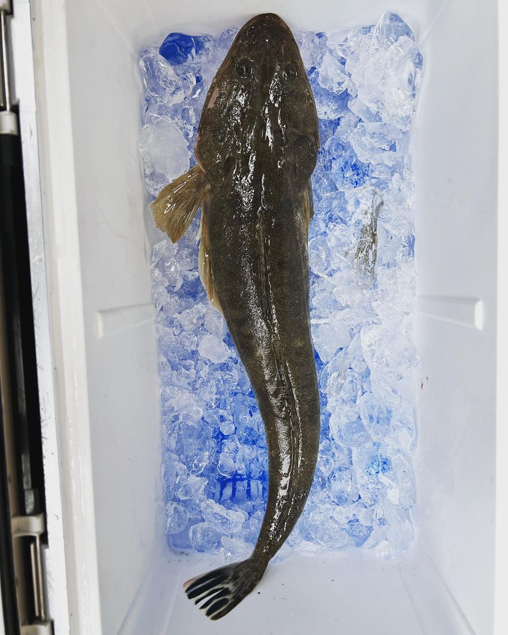 Valleysideさんの釣果 2枚目の画像