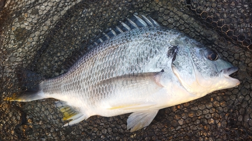 キビレの釣果