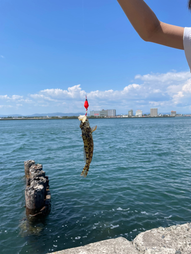 ハゼの釣果