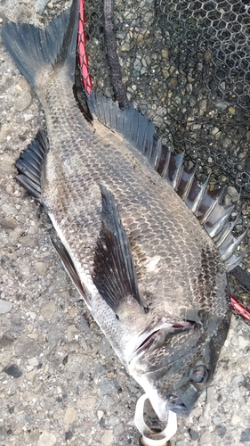 チヌの釣果