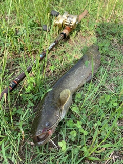 ナマズの釣果