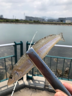 キスの釣果