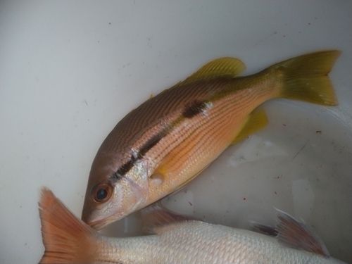 ヨコスジフエダイの釣果