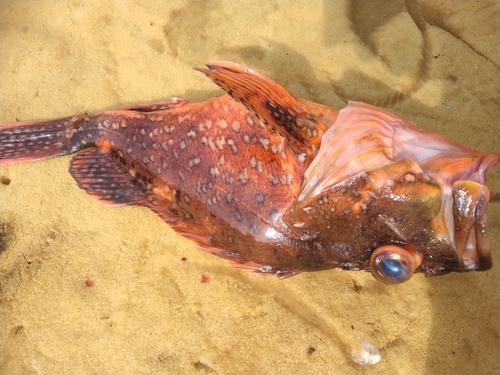 ウッカリカサゴの釣果