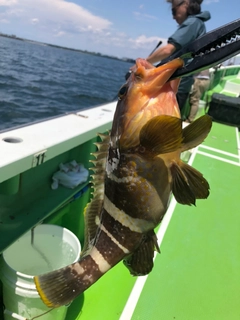 アオハタの釣果