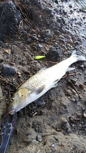 ニゴイの釣果