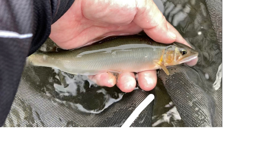 アユの釣果