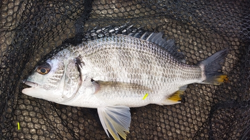 キビレの釣果