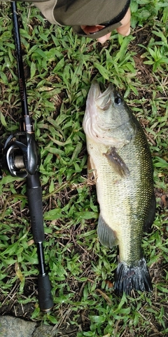 ブラックバスの釣果