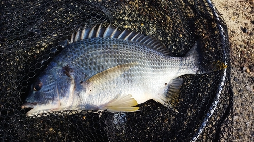 キビレの釣果