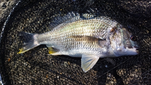 キビレの釣果