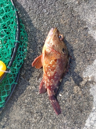 カサゴの釣果