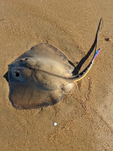 アカエイの釣果