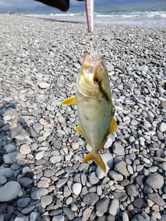 ショゴの釣果