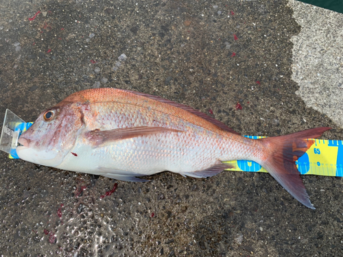 マダイの釣果