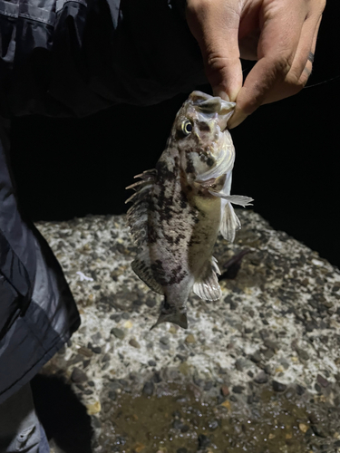 クロソイの釣果