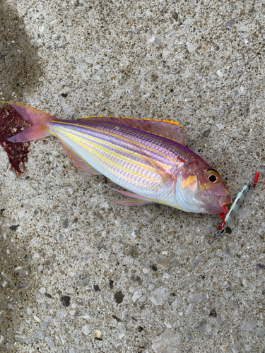 イトヨリダイの釣果