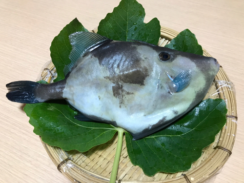 ウマヅラハギの釣果