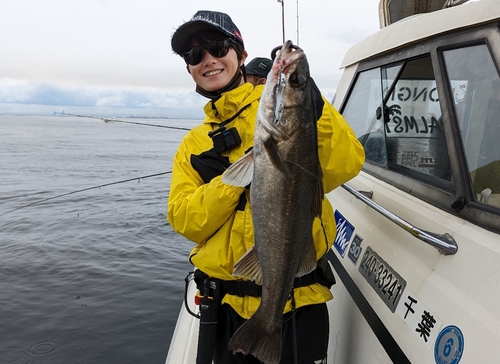 シーバスの釣果