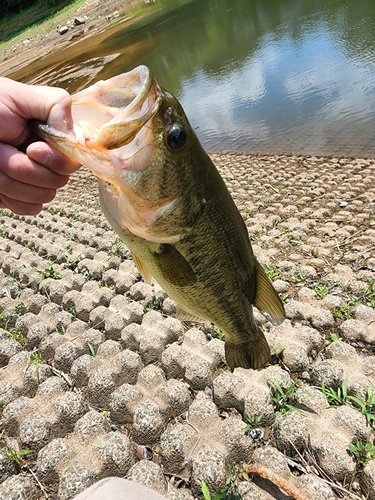 ブラックバスの釣果