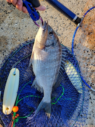 チヌの釣果