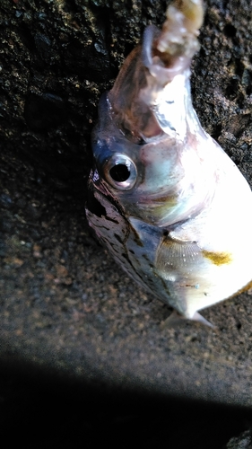 ヒイラギの釣果