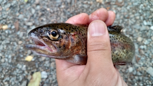 ヤマメの釣果