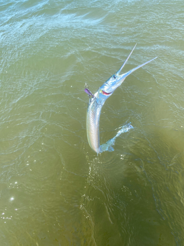 ダツの釣果