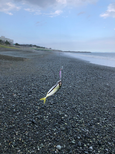 ワカシの釣果