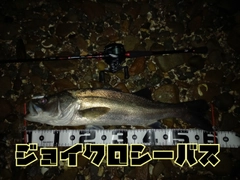 シーバスの釣果