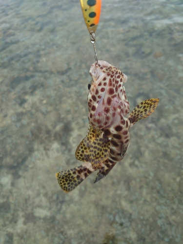 イシミーバイの釣果