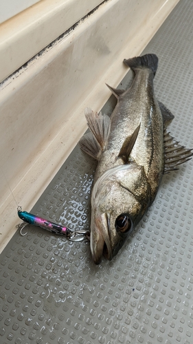 シーバスの釣果