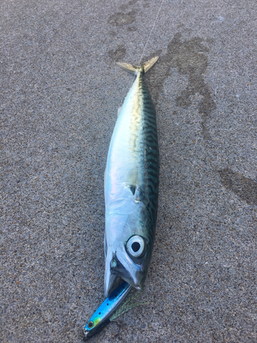 サバの釣果