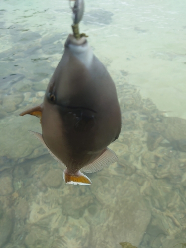 モンガラカワハギの釣果