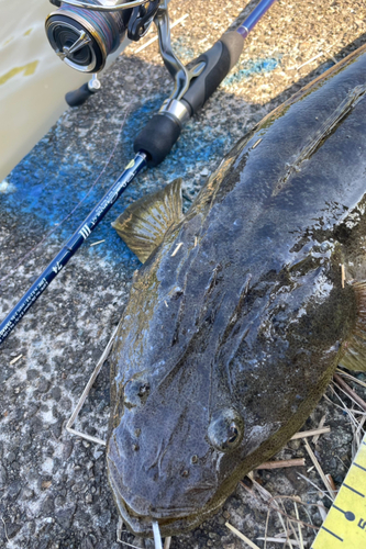 マゴチの釣果