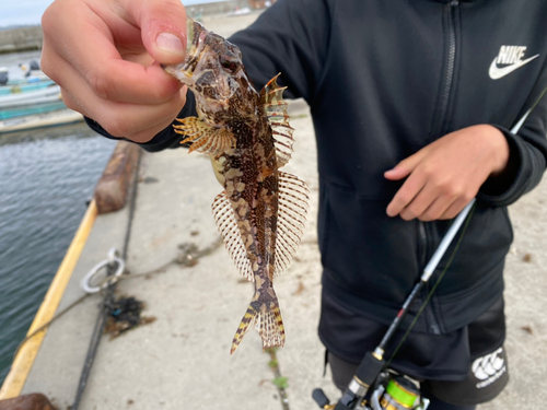 アナハゼの釣果