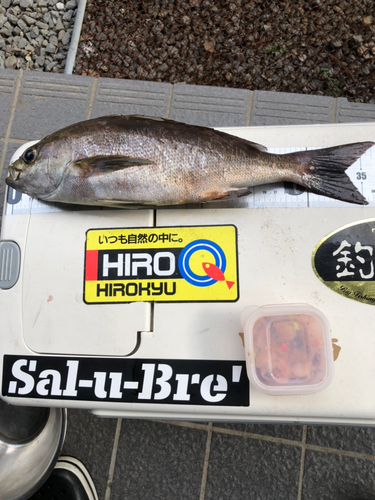 メジナの釣果