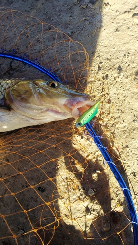 ニゴイの釣果