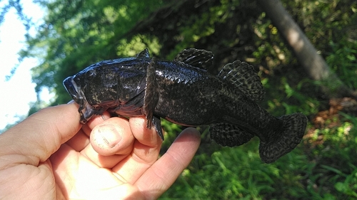 カジカの釣果