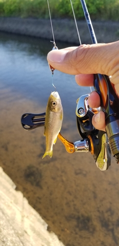 カワムツの釣果