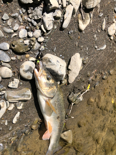 ウグイの釣果