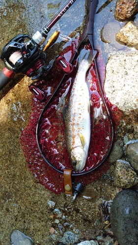 アマゴの釣果